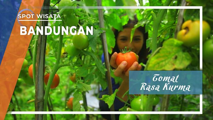 Torakur, Tomat Rasa Kurma, Bandungan