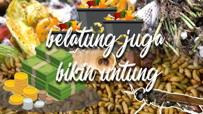 Belatung juga Bikin Untung