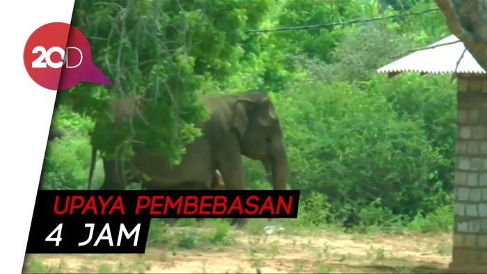 Anak Gajah Terjebak di Lubang Berhasil Dibebaskan