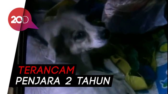 Merasa Terganggu, Pria Bakar Anjing Tetangga Sampai Mati!