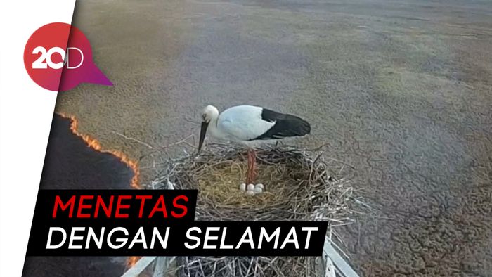 Tengah Bertelur, Seekor Bangau Terjebak di Kebakaran Hutan