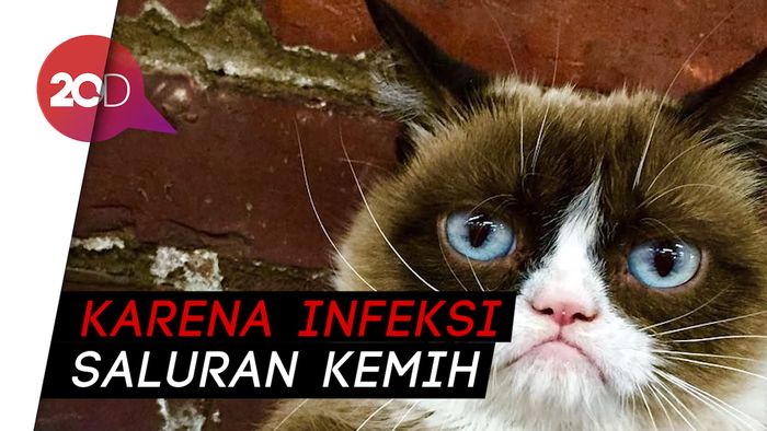 Grumpy Cat Si Kucing Terkenal Meninggal Dunia