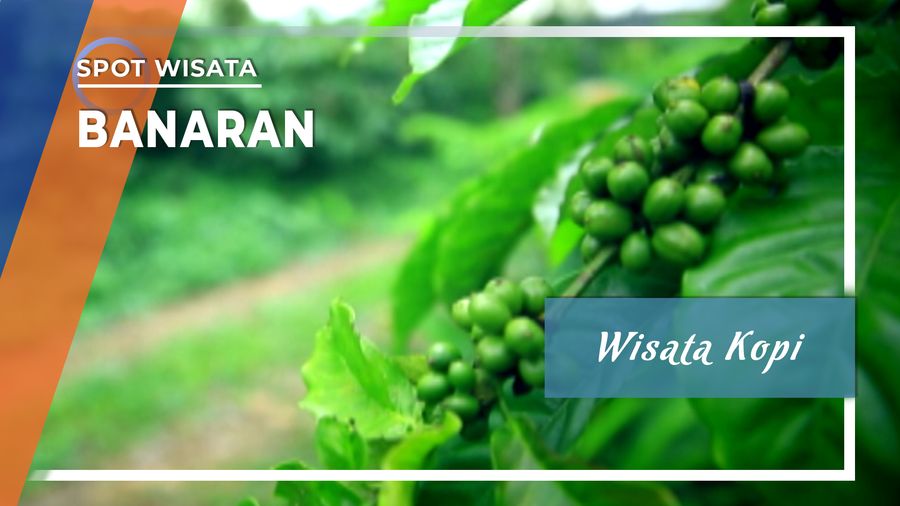 Ragam Wisata Kopi di Desa Kopi Banaran