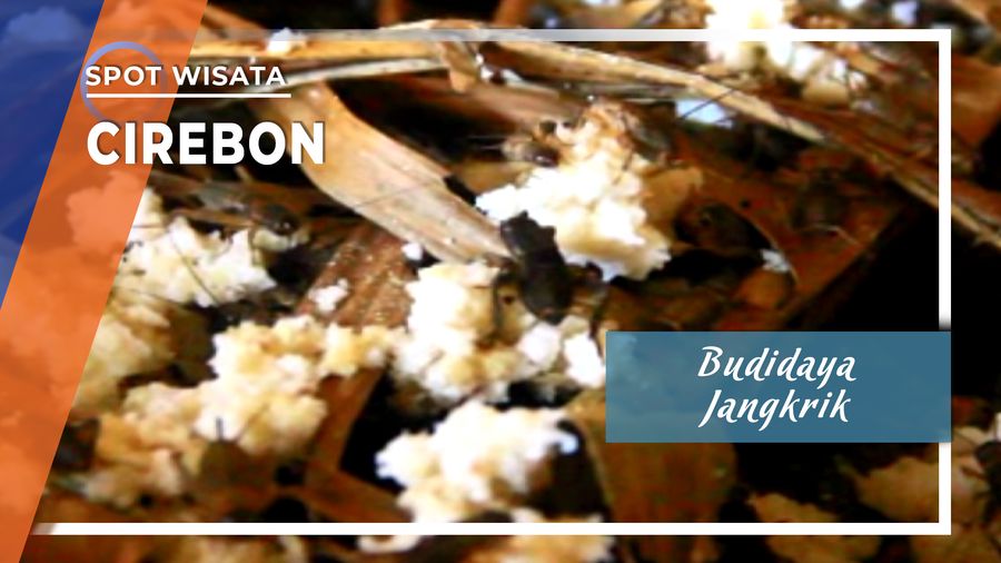 Budidaya Jangkrik di Cirebon