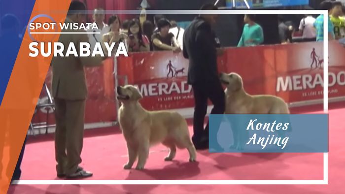 Kontes Anjing di Surabaya