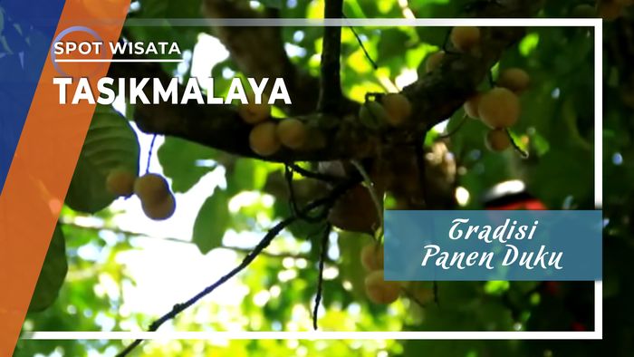 Tradisi Panen Duku di Tasikmalaya