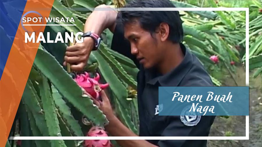 Panen Buah Naga, Malang