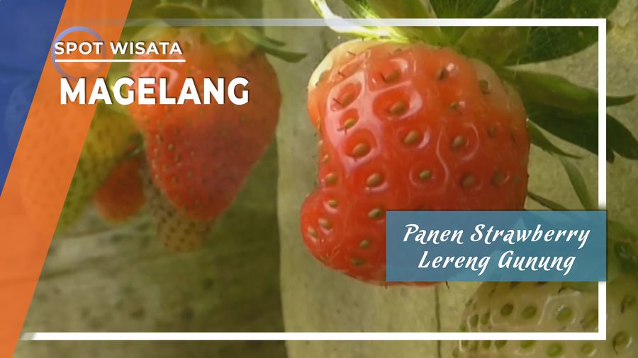 Panen Strawberry Lereng Gunung Merbabu