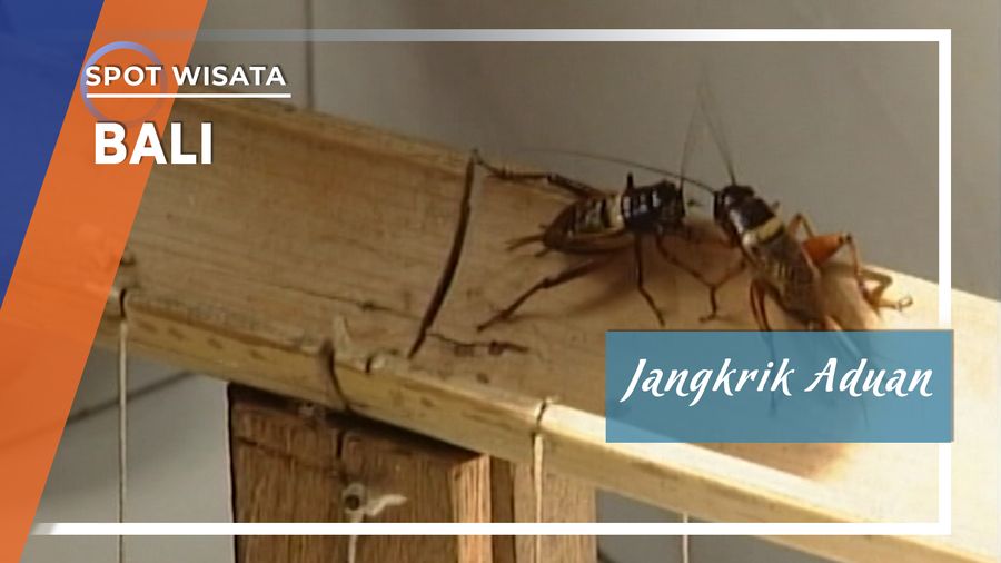 Jangkrik Aduan, Denpasar, Bali