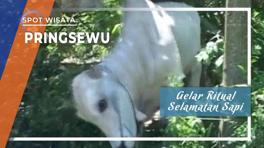 Ritual Selamatan Sapi Pringsewu di Lampung 