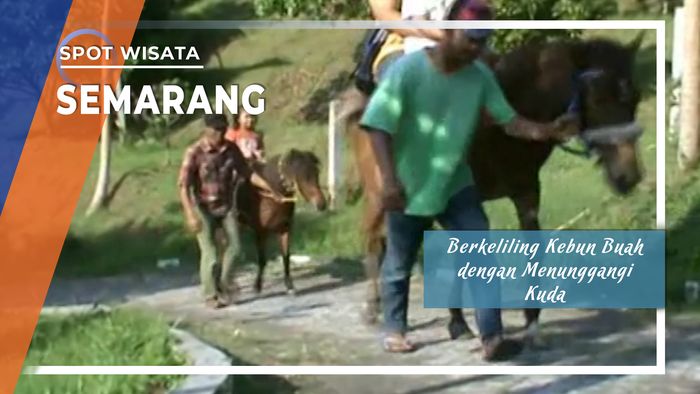 Menunggangi Kuda Berkeliling Kebun Kopi Banaran, Semarang