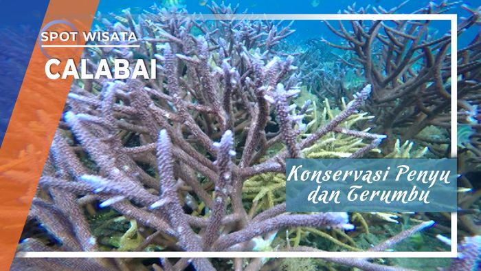 Konservasi Penyu dan Terumbu Karang Laut Calabai di Sumbawa