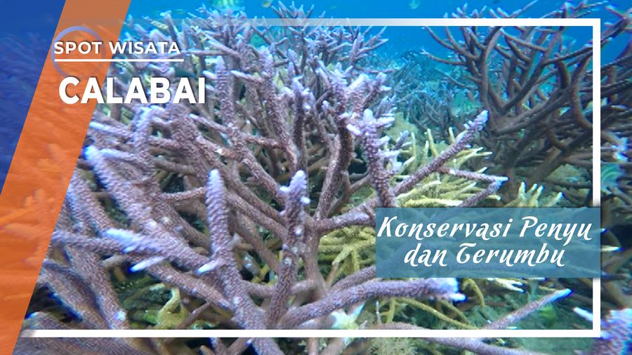 Konservasi Penyu dan Terumbu Karang Laut Calabai di Sumbawa