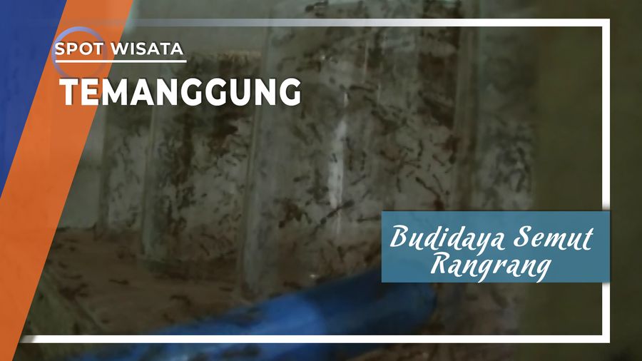 Budidaya Semut Rangrang di Temanggung