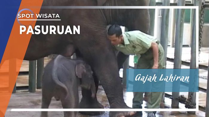 Gajah Lahiran, Pasuruan