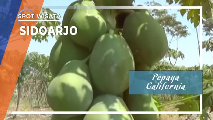 Pepaya California Menggiurkan Asal Sidoarjo
