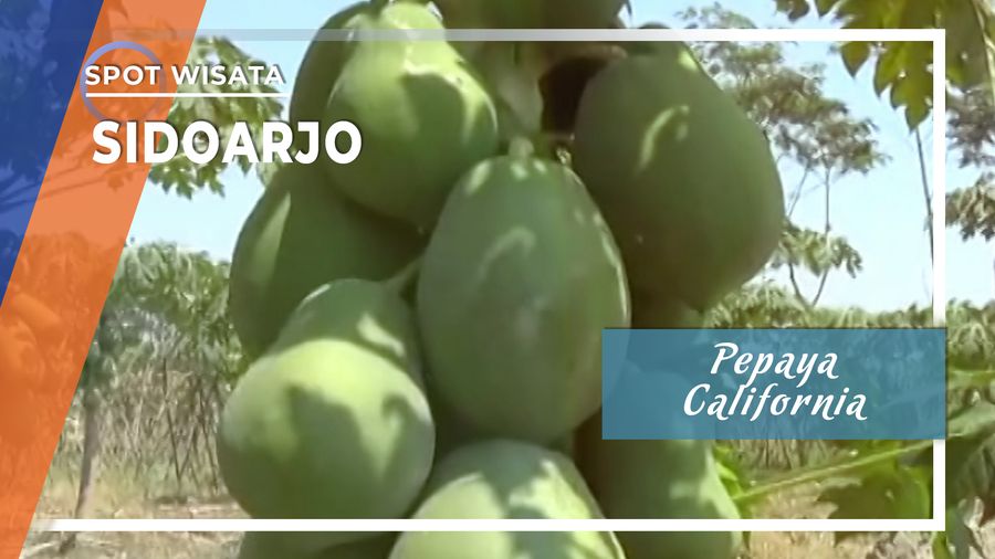Pepaya California Menggiurkan Asal Sidoarjo