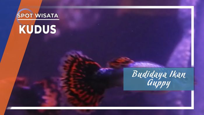 Budidaya Ikan Guppy, Kudus