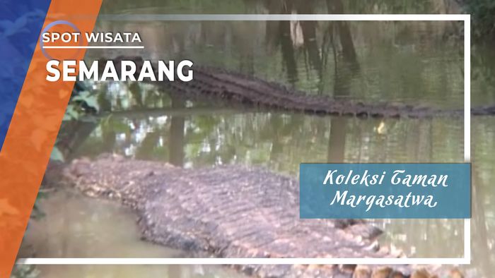 Buaya Taman Margasatwa Semarang