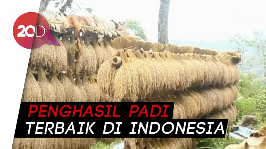Berkunjung ke Kampung Penghasil Padi Terbaik di Indonesia