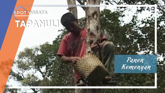 Panen Kemenyan Tapanuli Utara