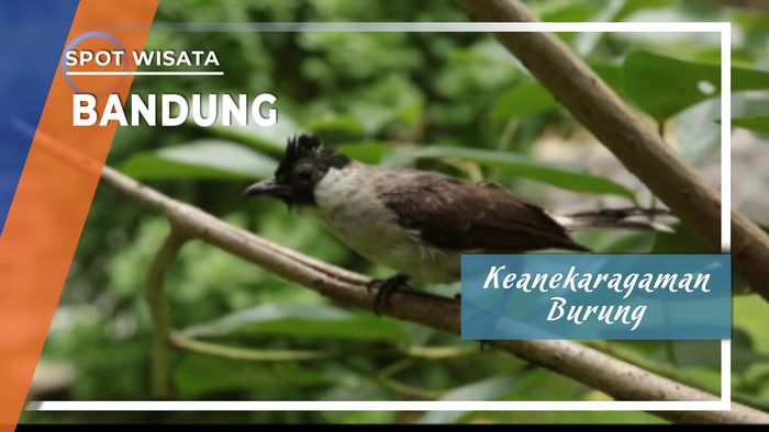 Keanegaraman Burung Bandung