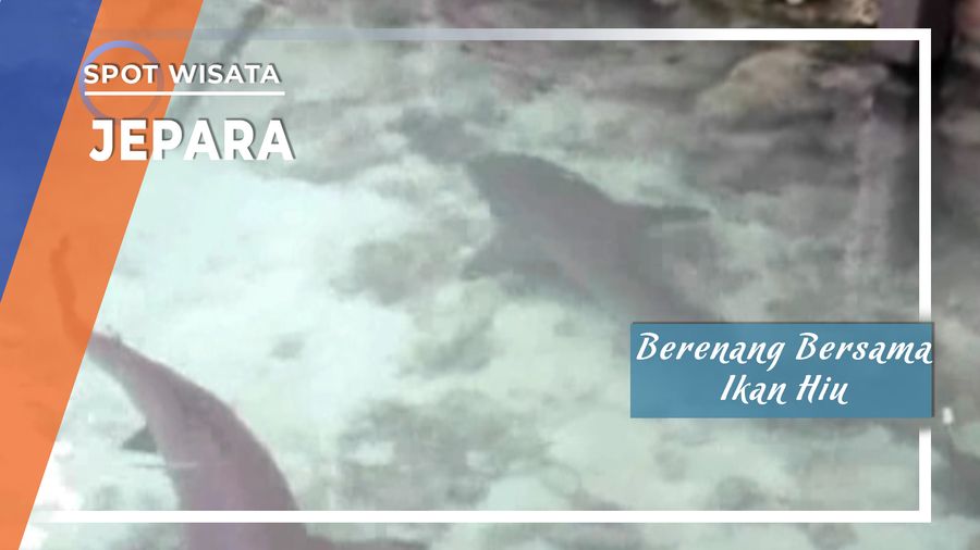 Sensasi Berenang Bersama Ikan Hiu Karimun Jawa 
