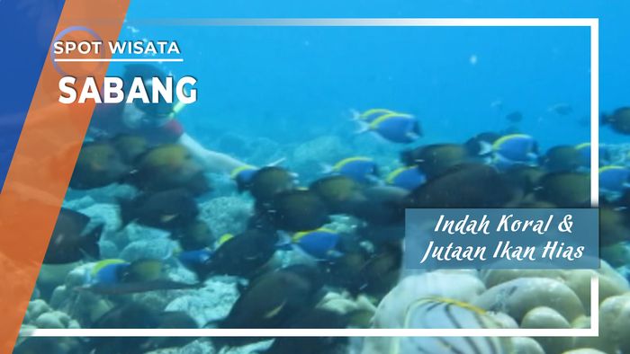Pesona Indah Koral dan Jutaan Ikan Hias Sabang