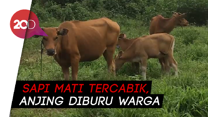 Ternak Sapi Mati Diserang Anjing, Warga Polman Lakukan Perburuan!