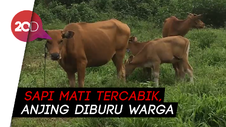 Ternak Sapi Mati Diserang Anjing, Warga Polman Lakukan Perburuan!
