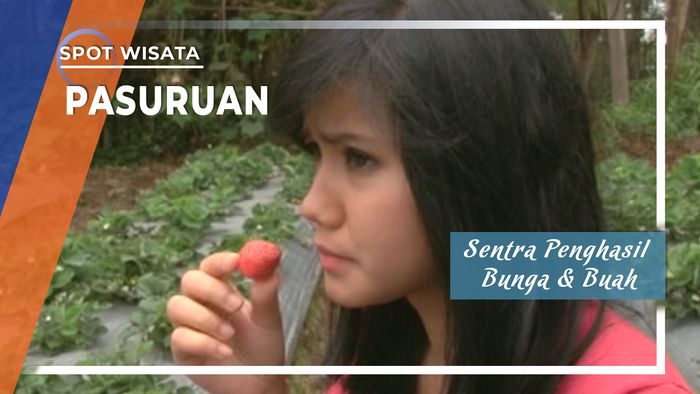 Sentra Penghasil Bunga Potong dan Buah-buahan, Pasuruan