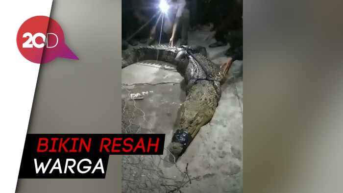 Heboh! Penangkapan Buaya Muara 3 Meter di Sumbawa