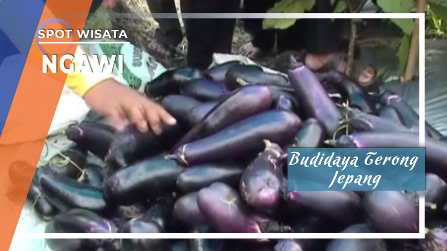 Budidaya Terong Jepang Ngawi