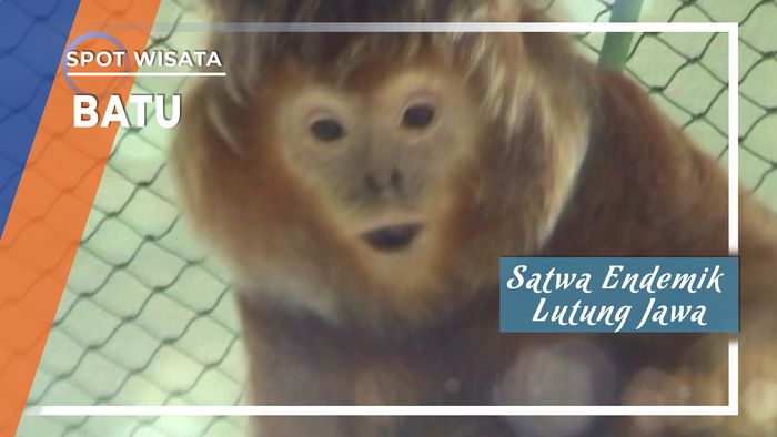 Pusat Rehabilitasi Lutung Jawa di Batu Jawa Timur