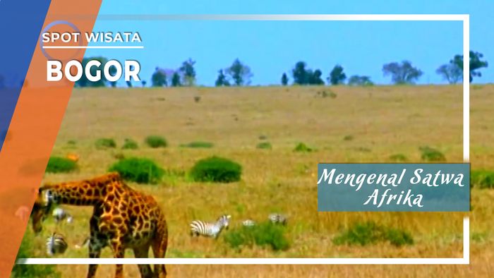 Mengenal Satwa Afrika di Bogor Jawa Barat