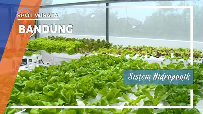 Bandung, Jawa Barat Hidroponik Bercocok Tanam Perkotaan 