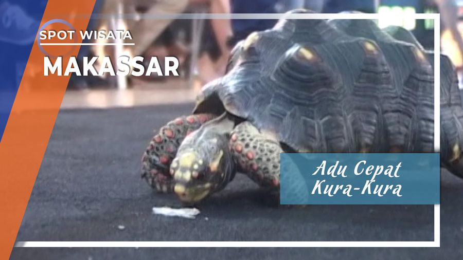Adu Cepat Kura-Kura Makasar
