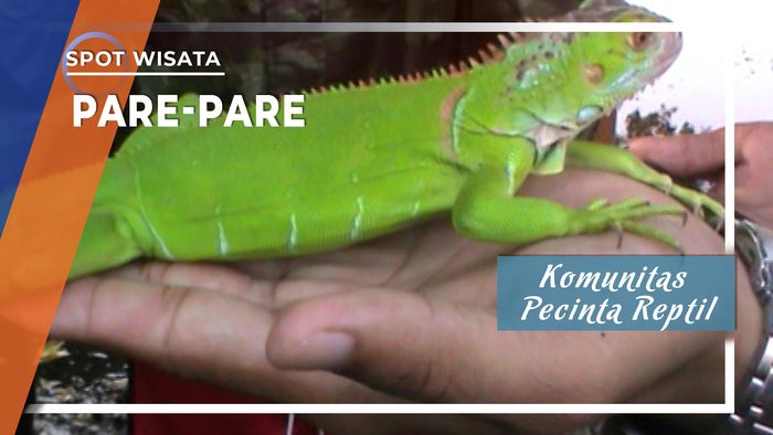 Komunitas Pecinta Reptil Pare-Pare