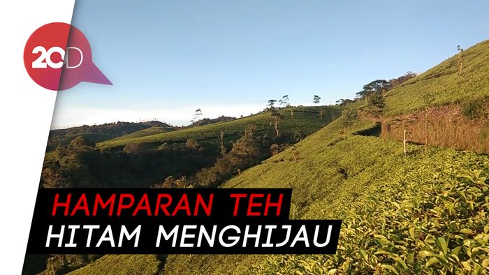Melepas Penat di Perkebunan Teh Kaligua