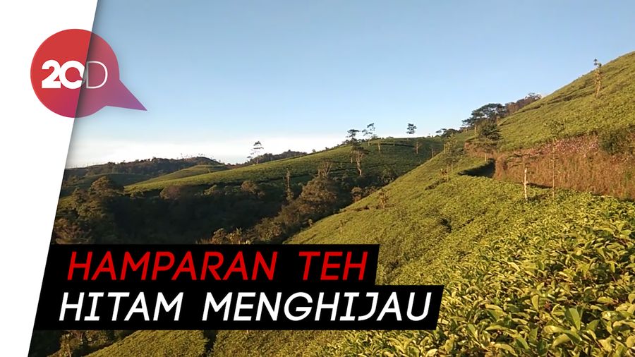 Melepas Penat di Perkebunan Teh Kaligua