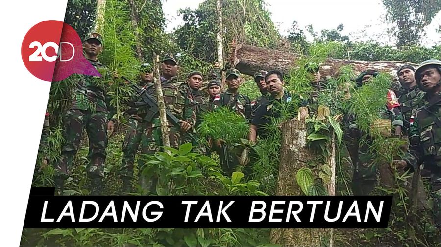 TNI Temukan Ladang Ganja di Perbatasan Papua Nugini