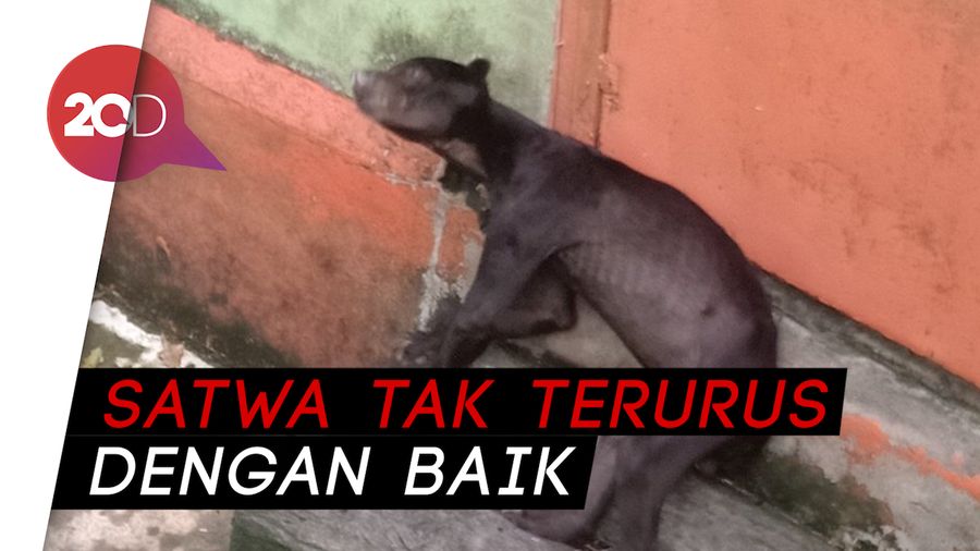 Viral Video Kondisi Mengenaskan Satwa di Bonbin Tanjung Bajau