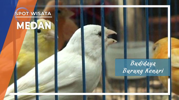 Budidaya Burung Kenari, Medan