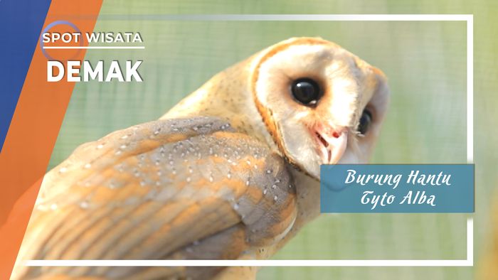 Burung Hantu Tyto Alba, Demak