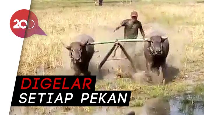 Barapan Kebo, Atraksi Budaya Masyarakat Agraris Sumbawa 