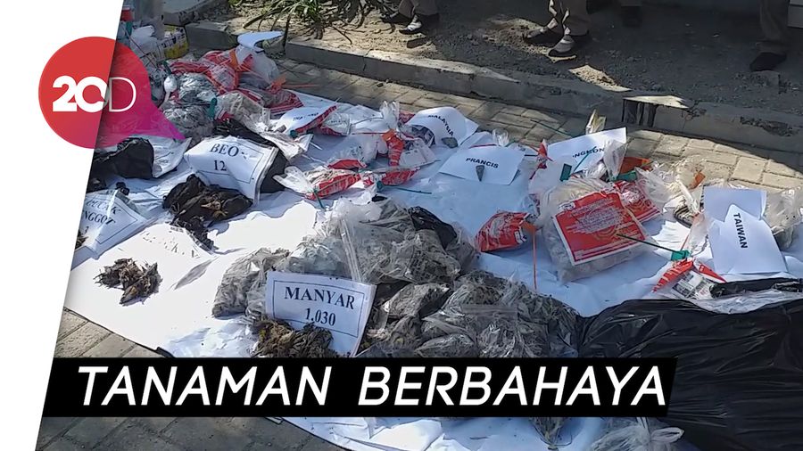 BBKP Surabaya Musnahkan Komoditas Pertanian Berbahaya Senilai Rp 286 Juta