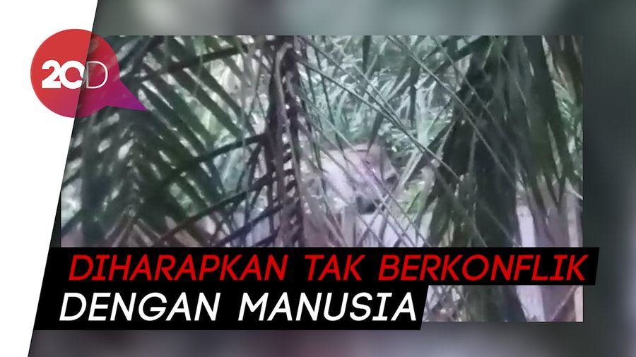 Waduh! 6 Gajah Liar Masuk Perkebunan Sawit di Inhu Riau