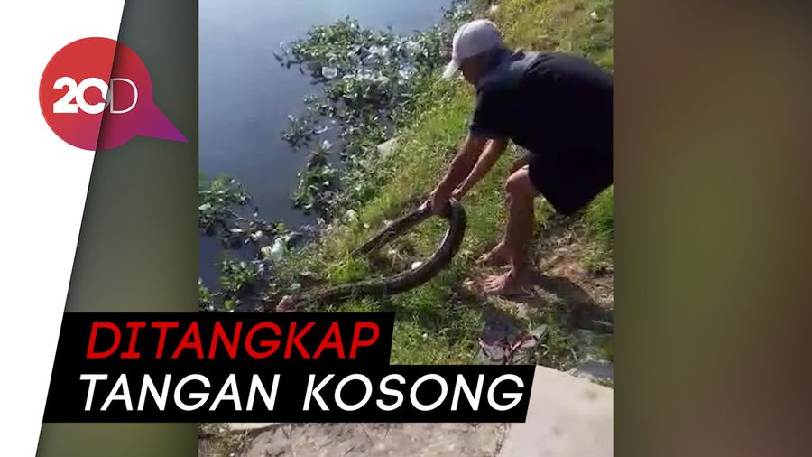 Ular Sanca 3 Meter di Danau Padalarang Hebohkan Warga