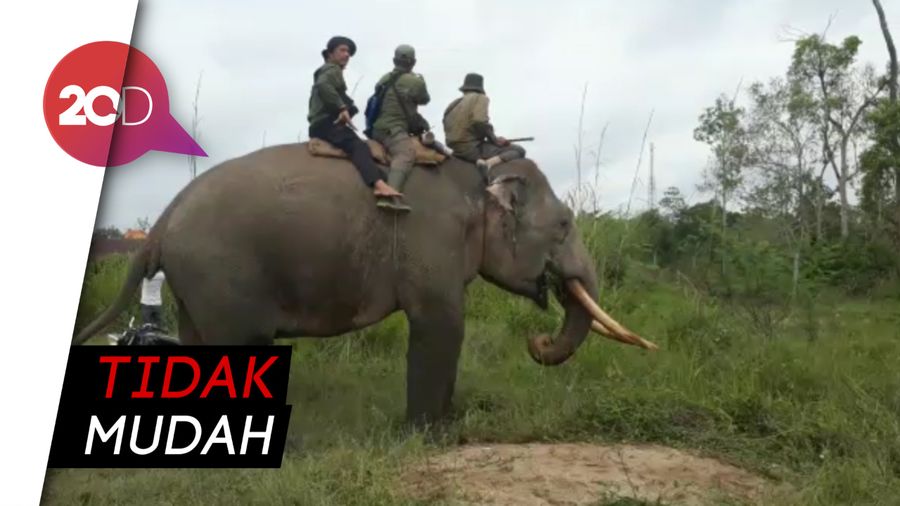 Gajah Liar yang Nyasar ke Kebun Sawit Digiring ke TN Tesso Nilo