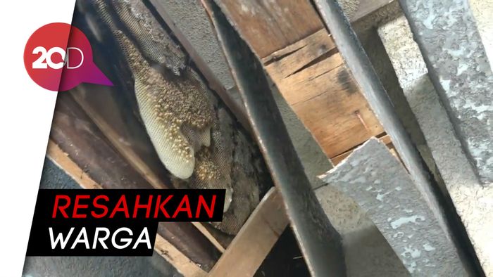 Teror Lebah Pembunuh di Probolinggo, Tim Damkar Turun Tangan